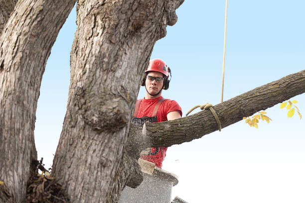 Best Commercial Tree Services  in Portage, IN